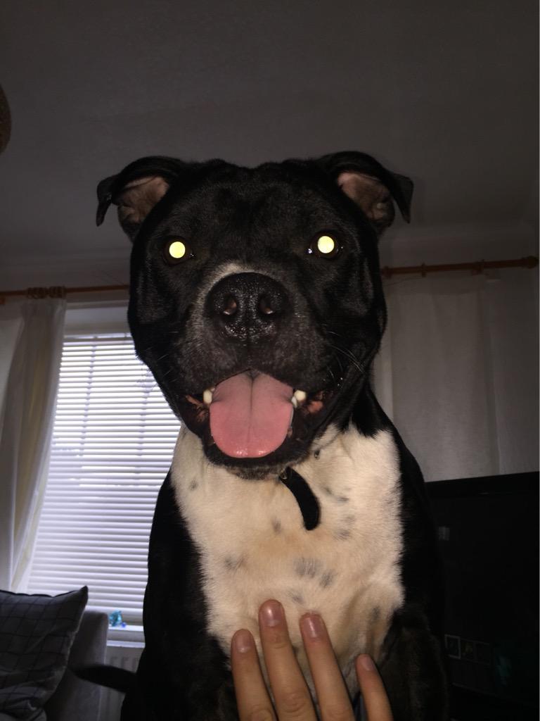 matthewgibbs9's tweet image. The devil dog! #dog #staffy #home #eyes #terrier