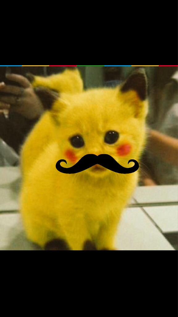 misu_koneko's tweet photo. #MoustacheDay @Rubiu5 aunque creo q tarde... Subo foto del q espero q algún día sea mi gato http://t.co/zHre7WR7XB