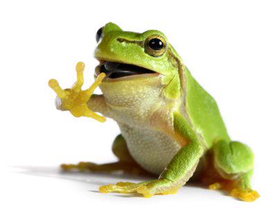 MaryAnnR87's tweet photo. Q1: One of my favorite science projects was learning to dissect a frog #EDU632CHAT #ribbit http://t.co/vgIerXRpBi