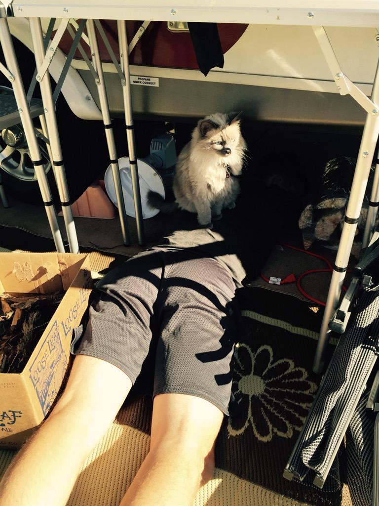 kmcerno's tweet photo. The one time the cat comes out of the camper she sits on Leo.  #campingcat http://t.co/h6eQVvHGKu