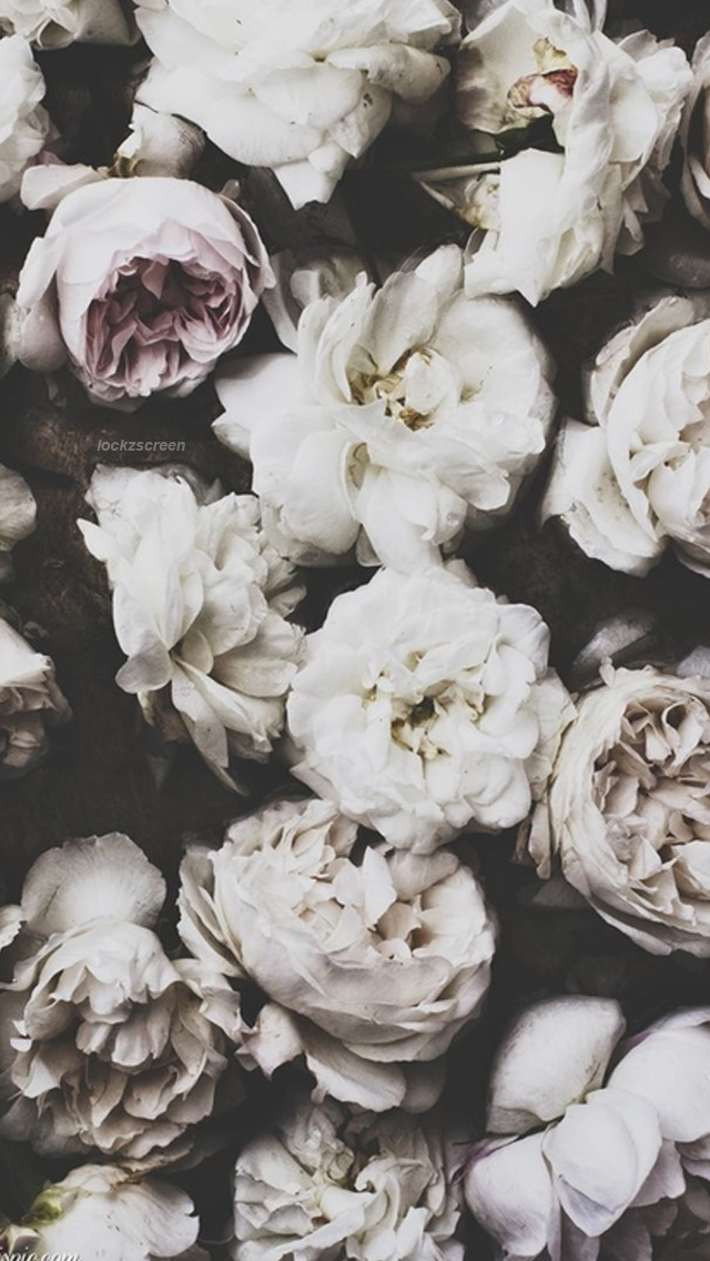 lockzscreen's tweet image. flower (repostando)
rt se salvou
fav se gostou /tori