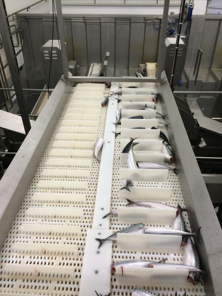 Gleðilega þjóðhátíð. Einhver þarf að frysta þennan makríl $$$