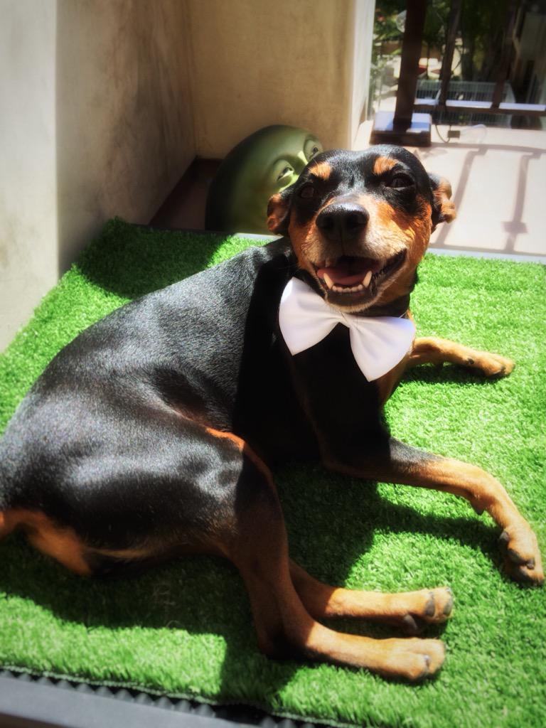 ShiversFox's tweet image. If I had thumbs and could swipe, this would totally be my Tinder pic.