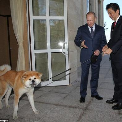 みっちゑる Pa Twitter 178kakapoプーチンの愛犬に嫌われる安倍 プーチン大統領 愛犬 ユメ を連れて安倍首相と会見 Http T Co Tiolwkwjeo ユメ の嗅覚は あべし の今日の裏切りを主人に伝えていた Http T Co Vqqsybo2ul 思い出アルバム みっちゑる Pa Twitter 178kakapoプーチンの愛犬に嫌われる安倍 プーチン大統領 愛犬 ユメ を連れて安倍首相と会見 Http T Co Tiolwkwjeo ユメ の嗅覚は あべし の今日の裏切りを主人に伝えていた Http T Co Vqqsybo2ul 思い出アルバム