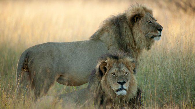 THR's tweet image. Arrest Made in Zimbabwe Following Reports of #CecilTheLion's Brother Jericho Shot Dead thr.cm/oi6nnf