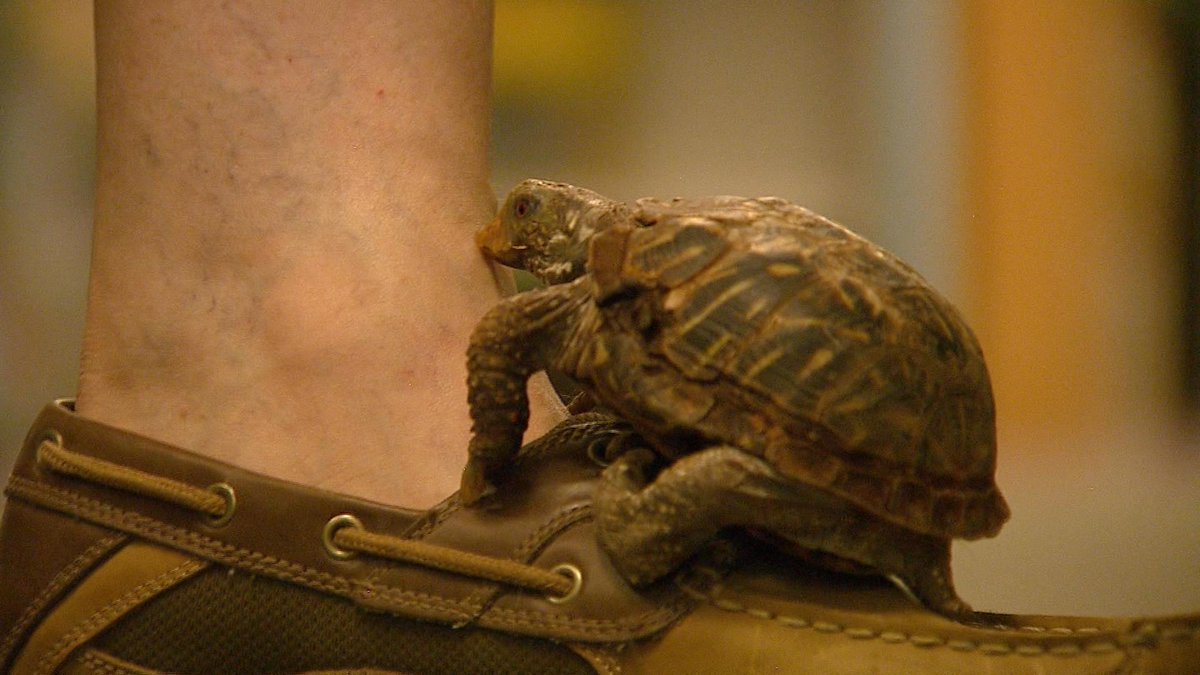CBSNewsColorado's tweet image. Storeowner who rescued turtle from near-fatal injuries has friend for life. Airing in minutes. cbsloc.al/1StTaRb