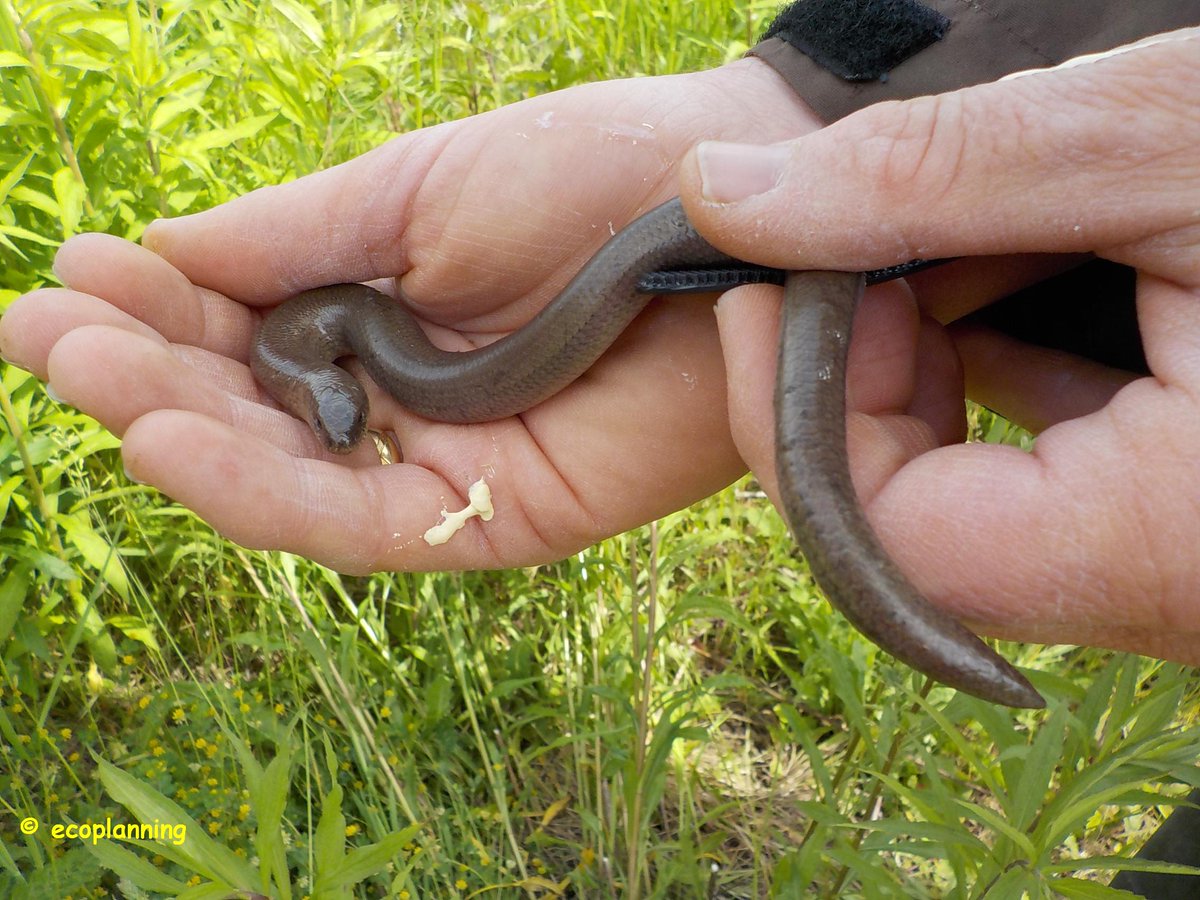 ecoplanningNL's tweet photo. een hazelworm in Maastricht, het is een schatje toch? @waarneming @natuuronline @volgdenatuur @RAVON @Natuurmonument http://t.co/VbHp3ZcxeX