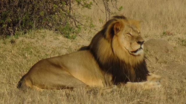 LION KILLED: Cecil the lion's brother, Jericho, was killed illegally in Zimbabwe today.   bit.ly/1SRGmyH http://t.co/po7AdzM5F8