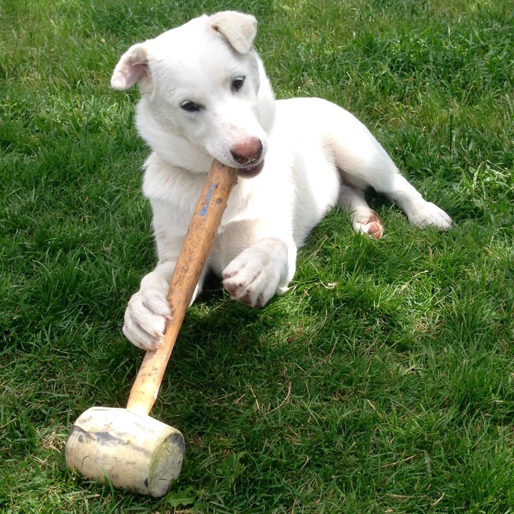 sadie_424's tweet photo. @Bryan_Baeumler @Lowes_Canada Im a great helper - I swear! #Sophie #dogswithtools #diydog 🔨🔩 http://t.co/pxNFpnXfUM