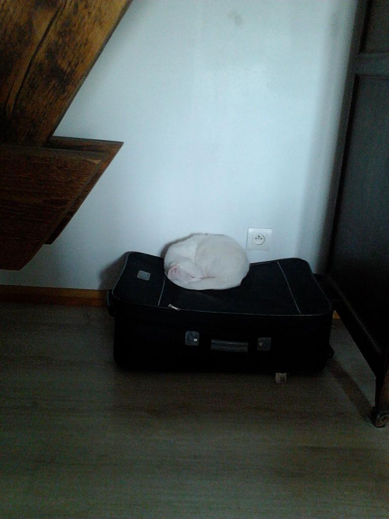 LaurabelD's tweet photo. Ça c'est ma chatte qui dort sur ma valise http://t.co/MqJVKKNsGP