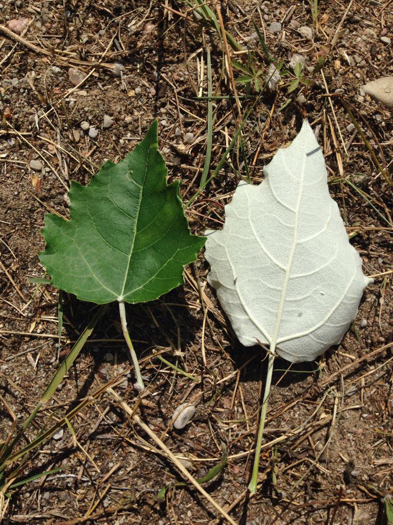 MitchLovely23's tweet photo. European White Poplar #populus #alba #tinymarsh #provincialwildlifearea #ontario http://t.co/I0amVJ3XgN