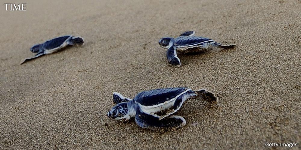 These adorable baby turtles struggling to get to the ocean will remind you not to give up ti.me/1ICfgdL