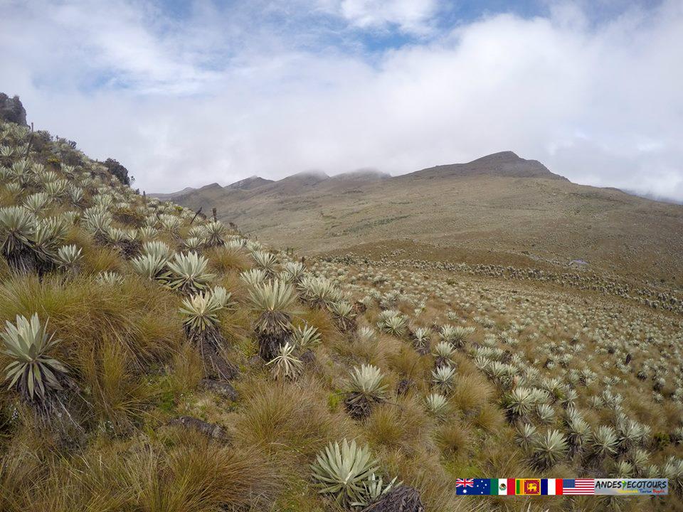 AndesEcoTours's tweet photo. A typical landscape from #Sumapaz #NationalPark's #paramo with a field of endemic #frailejones. http://t.co/ac1yoIdyw3