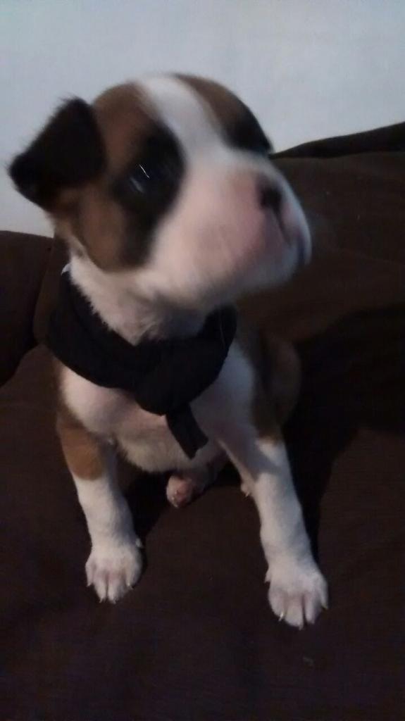 Federus_'s tweet photo. Salio borrosa, pero no deja de ser un pichichen hermoso. Voy a volver y te voy a robar #pachulo http://t.co/bEfMUdcfDy