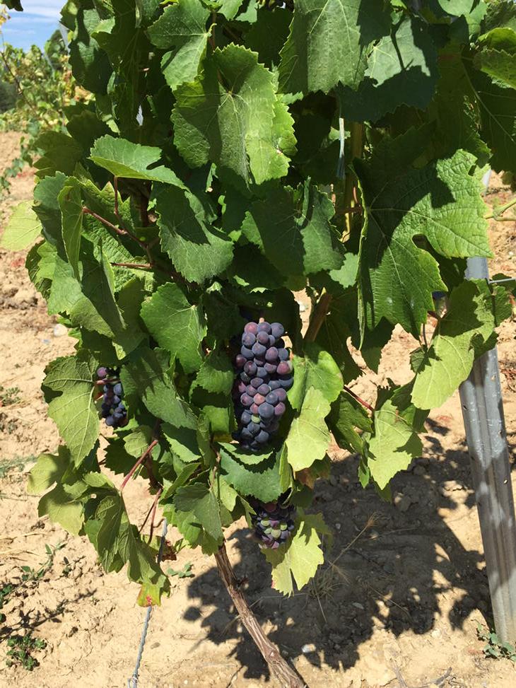 DomLesCassagnes's tweet photo. A Gardie la véraison du pinot noir est bien avancée ! A la fin du mois on vendange. #crémant #rosé #Limoux http://t.co/xN1VbPQQW5