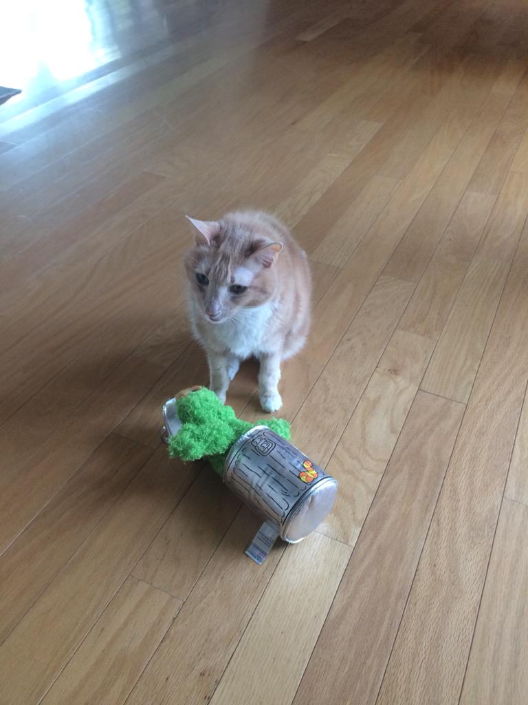 Cinnamon looking wistful with Oscar the Grouch. #cats