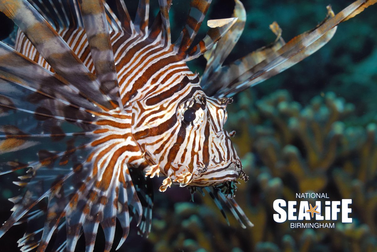 SEA LIFE Birmingham tweet media