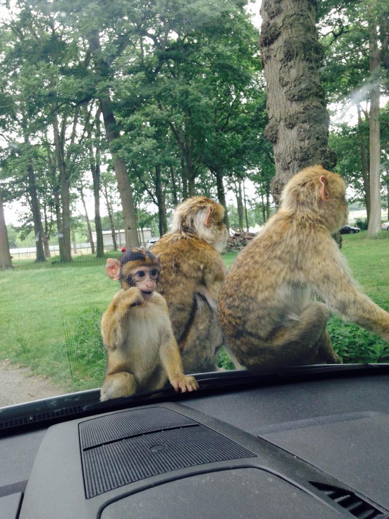 HWebster1980's tweet photo. @Woburn_Safari http://t.co/UPRcViyp3b