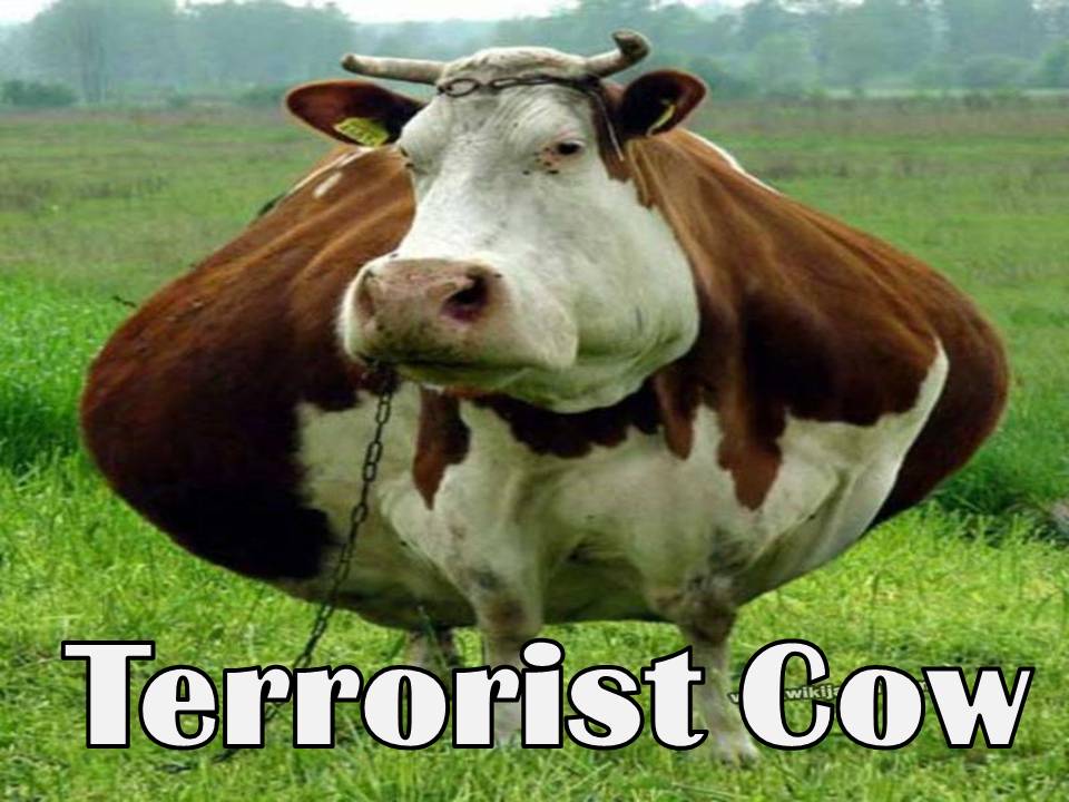 salmannaseem07's tweet photo. Kabe kobutor kabe #CowBombs
India tra dar pa jan Qurban :D http://t.co/RAXTLBApxO