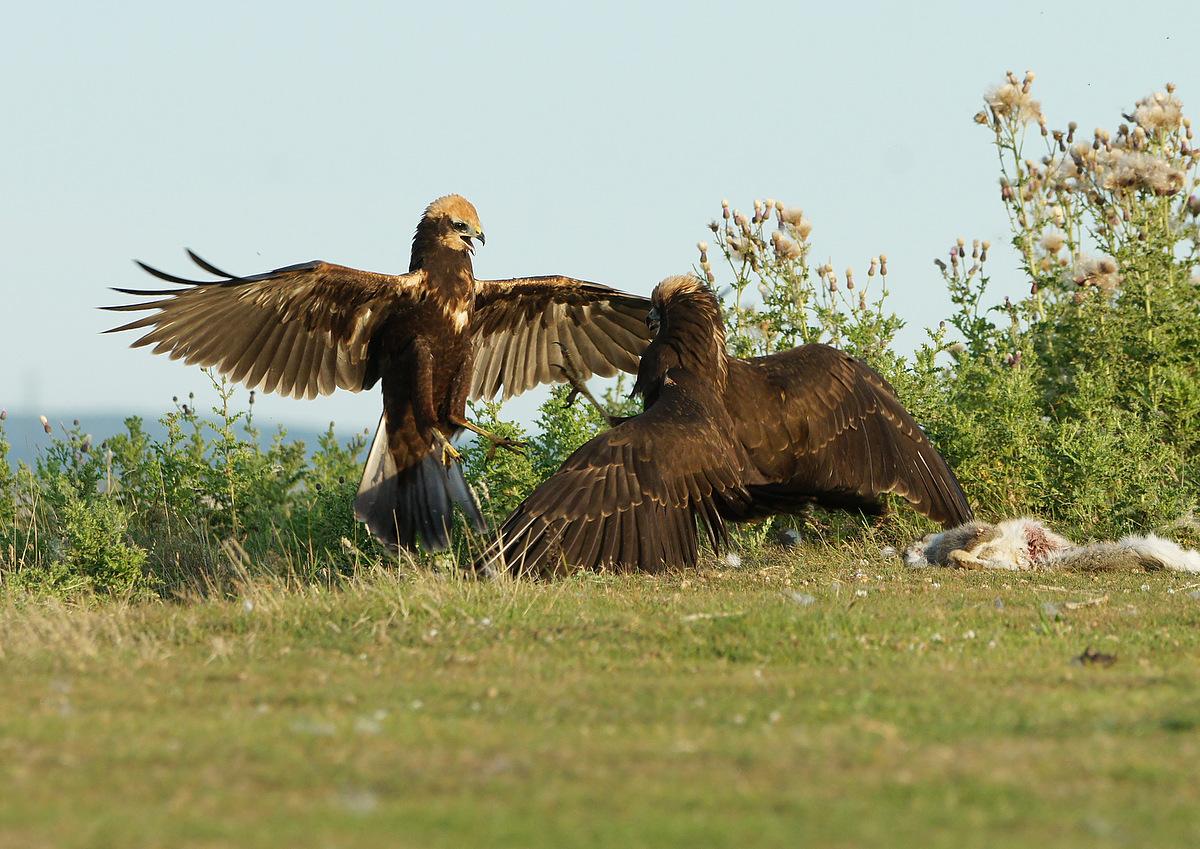 SheppeyWildlife's tweet photo. A pair of our Sheppey Marsh Harriers scrapping over a Rabbit carcass. http://t.co/foEVvCYWnI