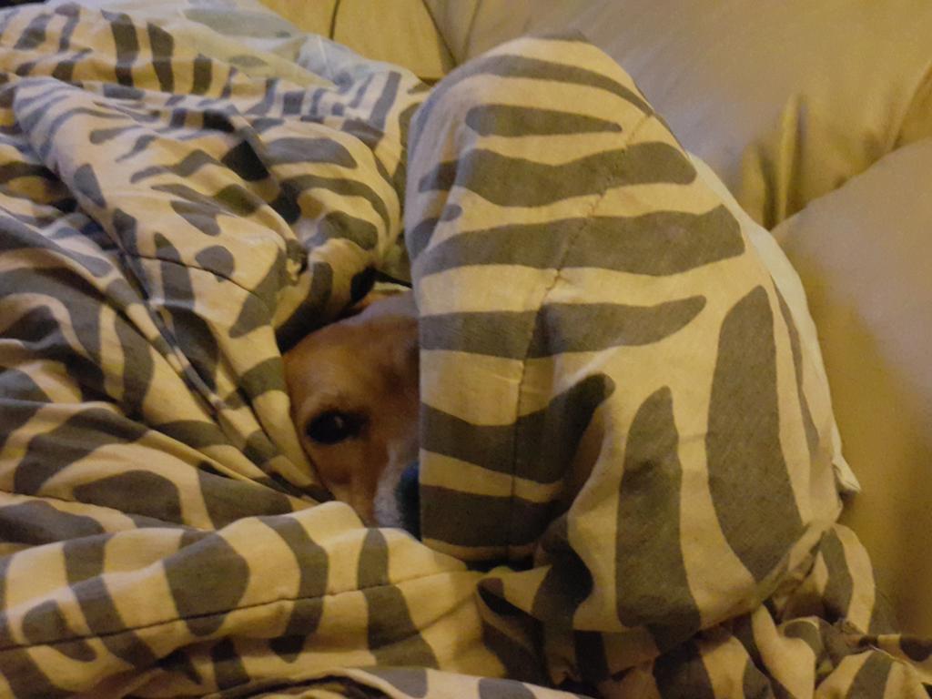 Snotnosterbol's tweet photo. Spot the canine #DogsLife #SpoiledMofos http://t.co/igYfqQ4h07