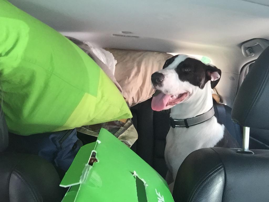 ronikimin's tweet photo. YOU DONT COME BETWEEN A FAT GIRL AND HER SNACKS #stuffedcar http://t.co/z8Yh5JmLF6