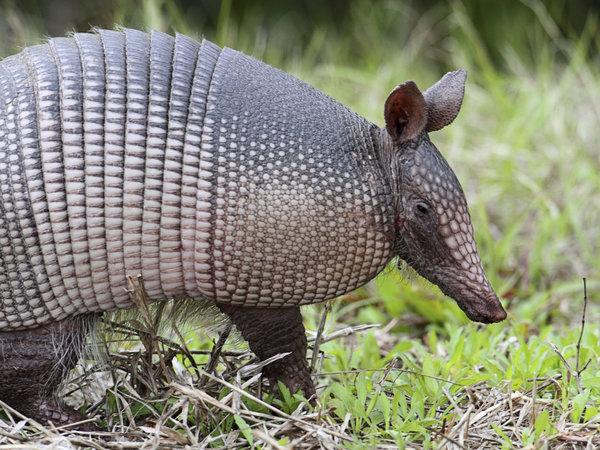 HuffPost's tweet image. Texas man accidentally shoots self while trying to kill armadillo huff.to/1Ud7R8x