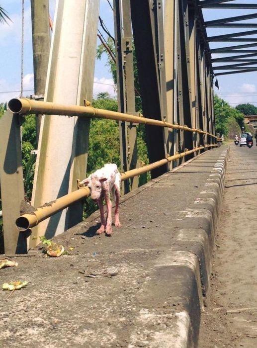 gdock7's tweet image. She Was Found Wandering Along and Starving – Look At Her Now!4 Find more -&amp;gt;ift.tt/1fTSLFM