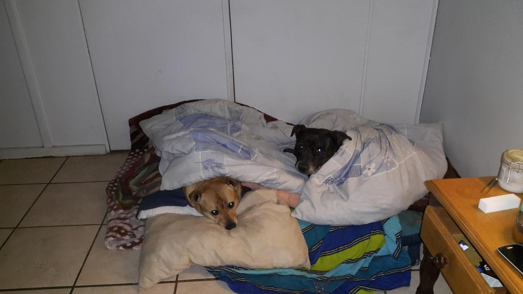Snotnosterbol's tweet photo. #BedTime #ChristmasBed #DogsLife #SpoiledBrats http://t.co/UQF96JKpgb