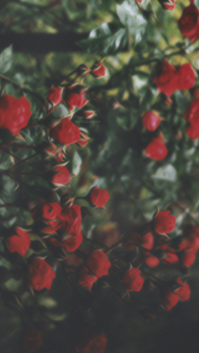 lockzscreen's tweet image. flower (repostando)
rt se salvou
fav se gostou /tori