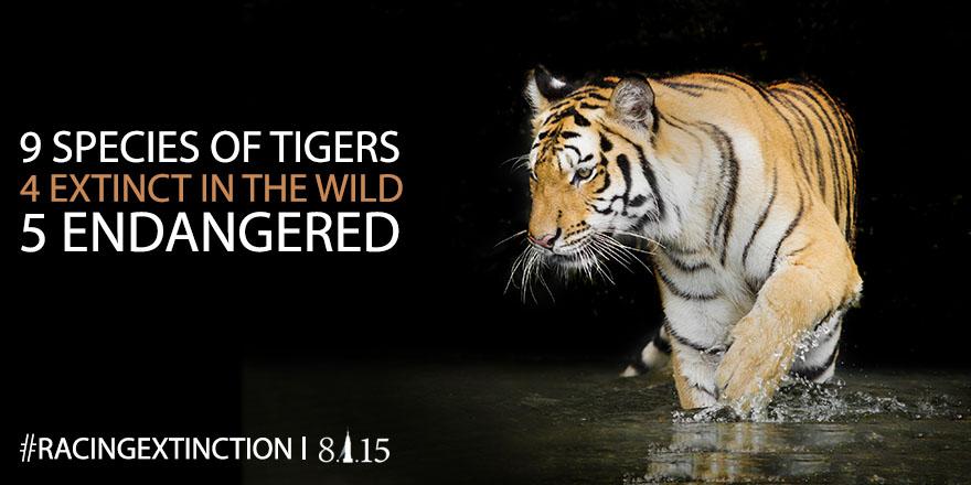RacingXtinction's tweet photo. RETWEET for the animals that could disappear forever. We CAN save them but we need people to act. #RacingExtinction http://t.co/8vSG5yC5Md