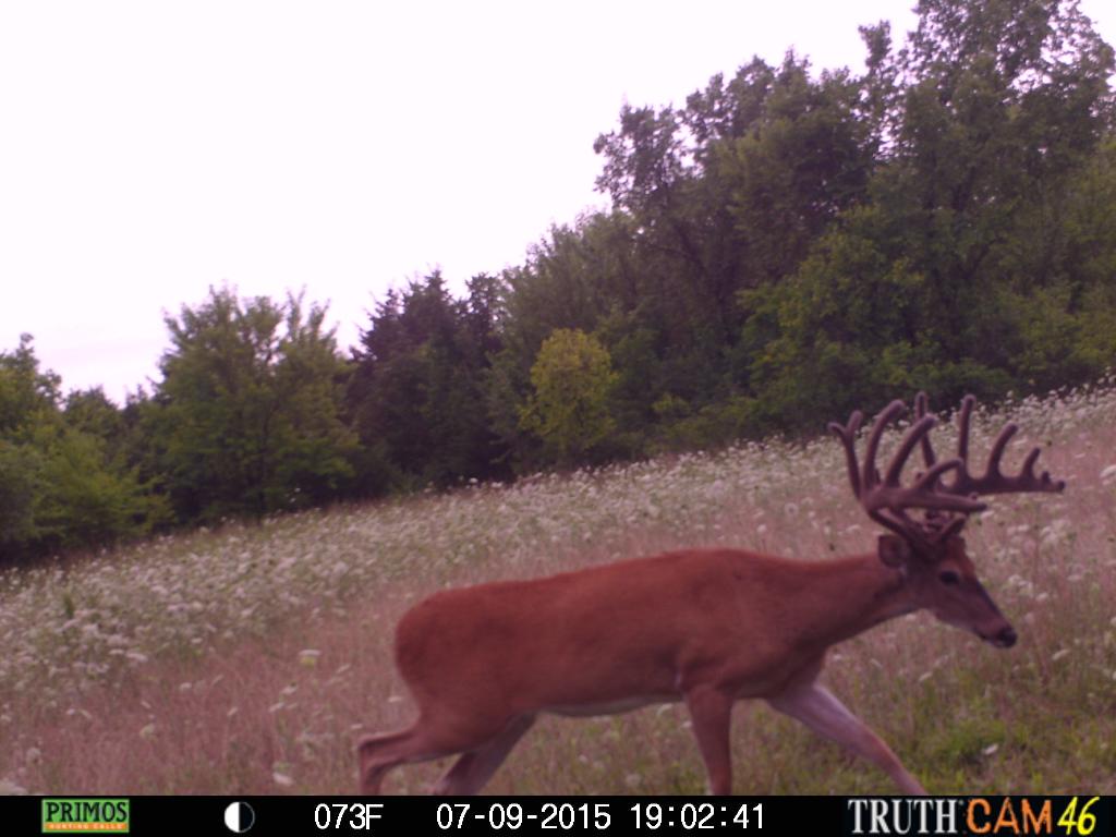 captain_kirk_4's tweet photo. Meet Buck Norris.. because he is awesome! #monsterbuck #hitlistbuck #primoscamera http://t.co/OpaCdEV0el