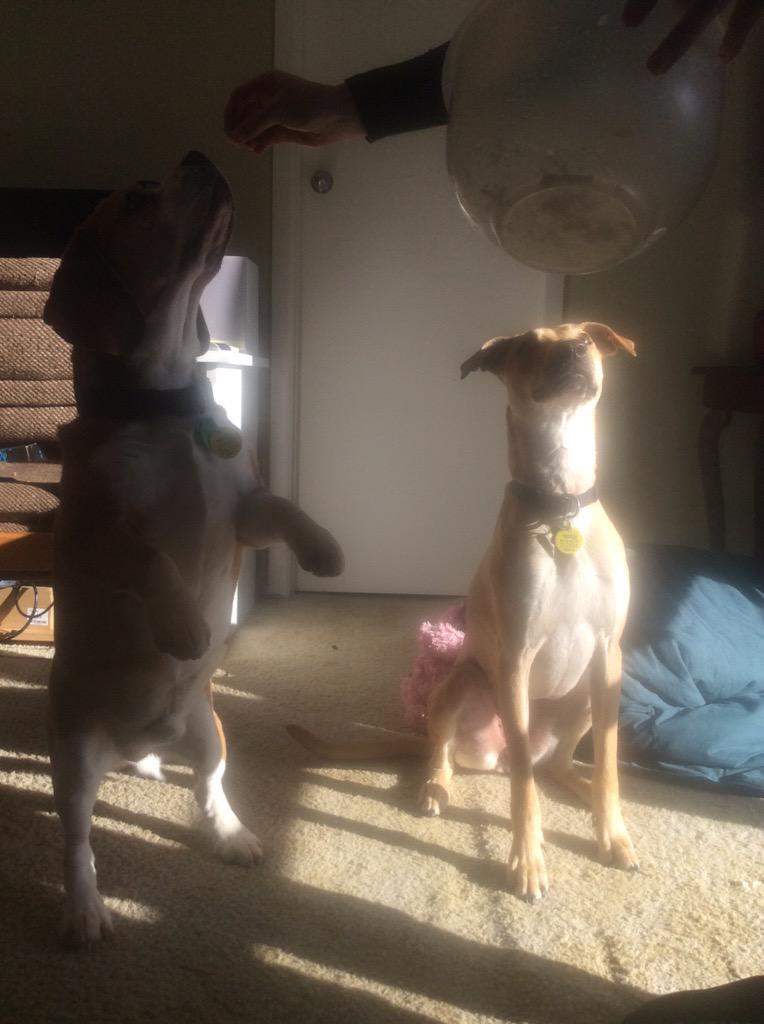 In the battle between dignity and treats. A beagle has to do what a beagle has to do.