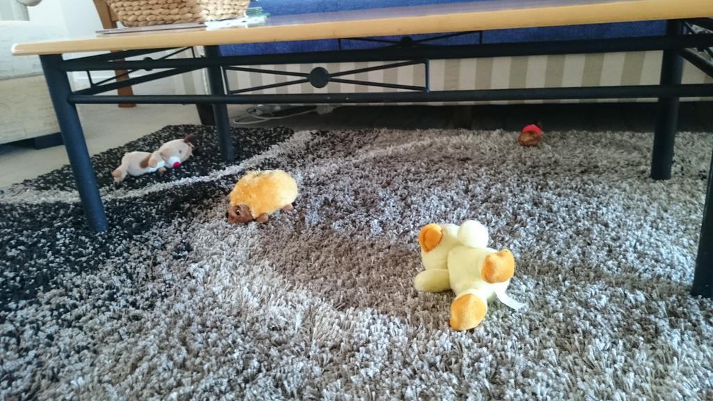 pollywollycat's tweet photo. @Biskythecat @LeroyBlackCat @BeverlyAnnel @HalfordU @marblesays this is howi left my toys this morning #acutetriangle http://t.co/wl8TRsTSLj