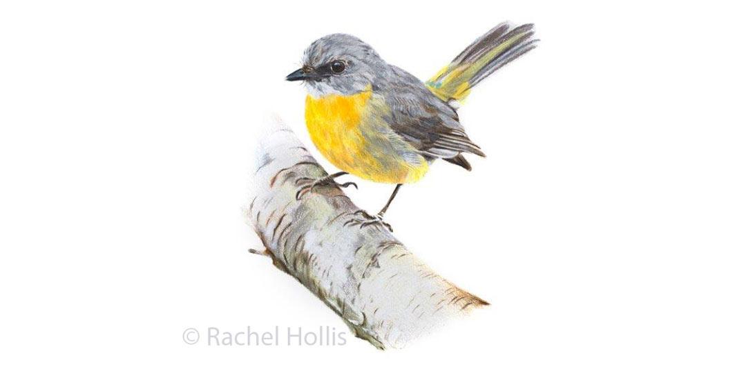 RachelHollisArt's tweet photo. Eastern Yellow Robin, pencil & acrylic on paper. #robin #birds #birdart #art #easternyellowrobin #yellowrobin http://t.co/yYvcMfdvGj