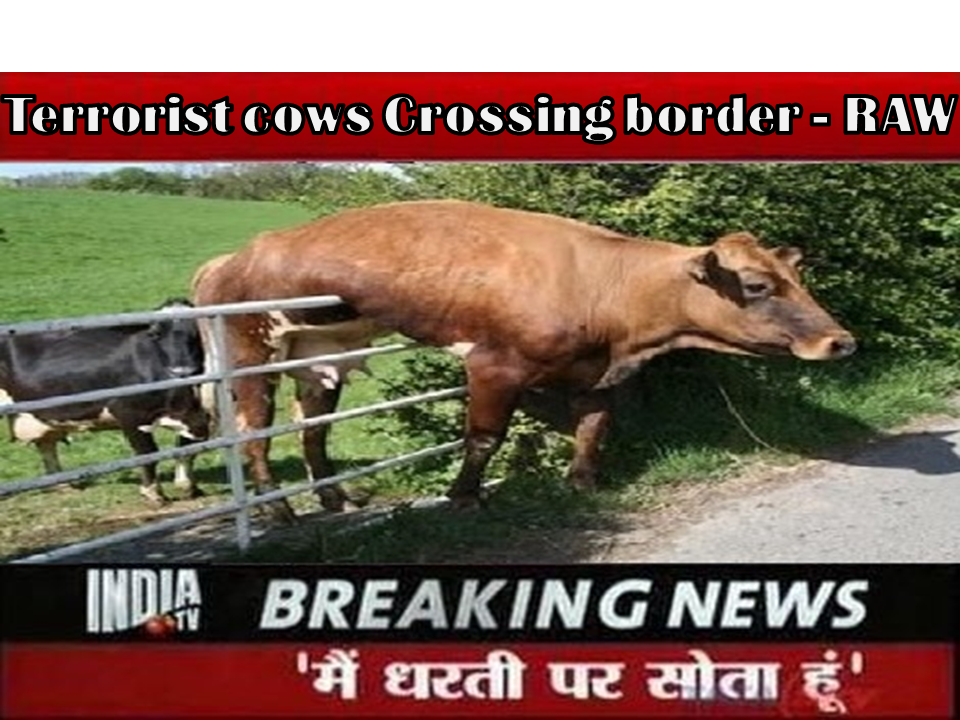 salmannaseem07's tweet photo. India media trying to prove #CowBombs came from Pakistan :P http://t.co/xhakJ1M4GW
