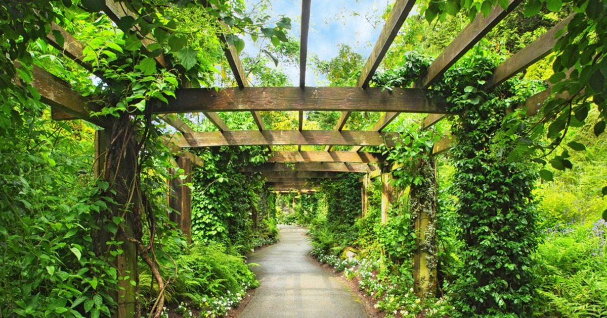MortgageCapital's tweet photo. Quick-growing climbing plants for your pergola or other outdoor structure: https://t.co/hGEaHTIhCd http://t.co/Dj4qkwfz2S