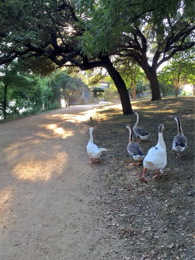 cra's tweet photo. getting in a run around Lady Bird Lake and wishing @darinrs and team a strong finish at #clr2015 http://t.co/bVxGcFCJTW