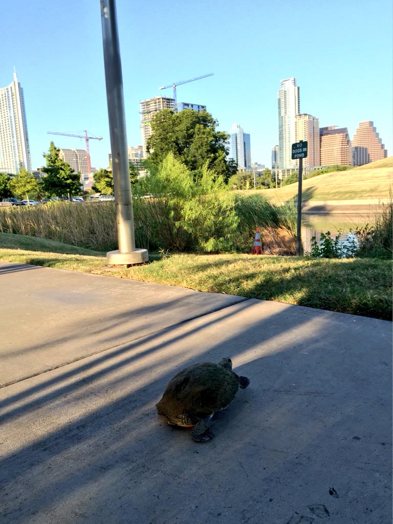 cra's tweet photo. getting in a run around Lady Bird Lake and wishing @darinrs and team a strong finish at #clr2015 http://t.co/bVxGcFCJTW