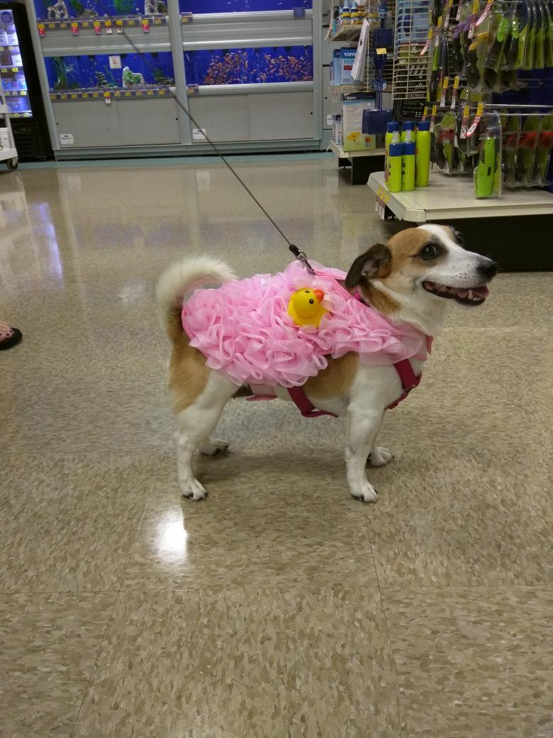 PetSmart tweet media