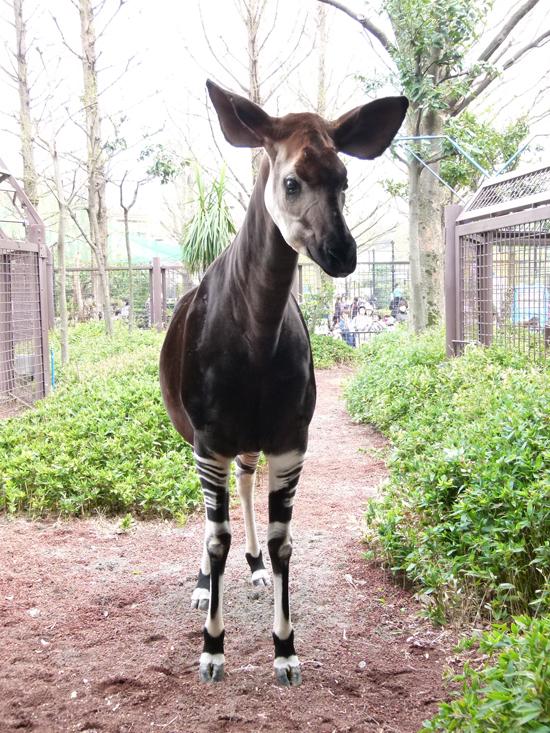 上野動物園 公式 おはようございます 上野動物園開園です 最近よく オカピー と呼ぶ人がおりますが 正式には オカピ です そこんとこよろしくお願いします Http T Co Mvplrivh3n