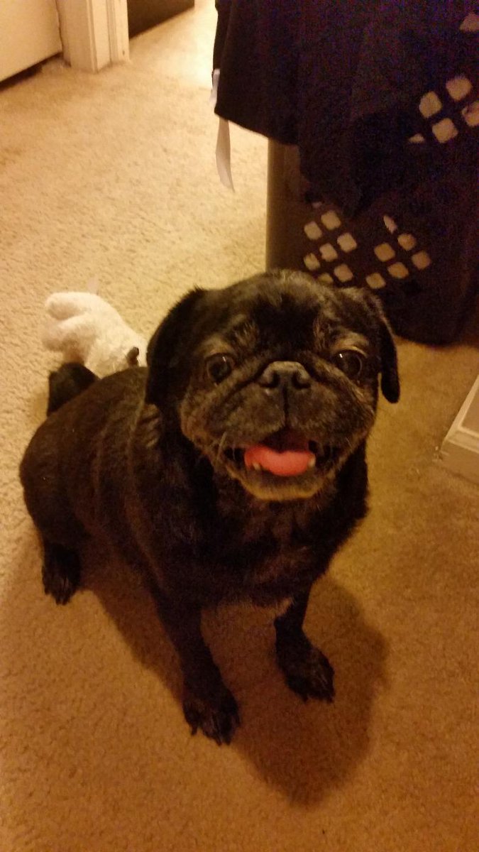 RazaPug's tweet photo. My foster sister, Piper 👵😍 #fosterpug #pugrescuenetwork http://t.co/yJuWwQrWL8