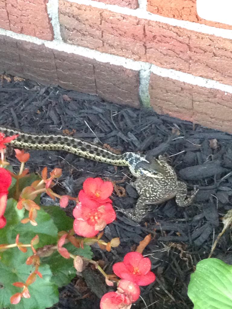 bergotero's tweet image. #snakeprobz @Discovery #poortoad #dinner