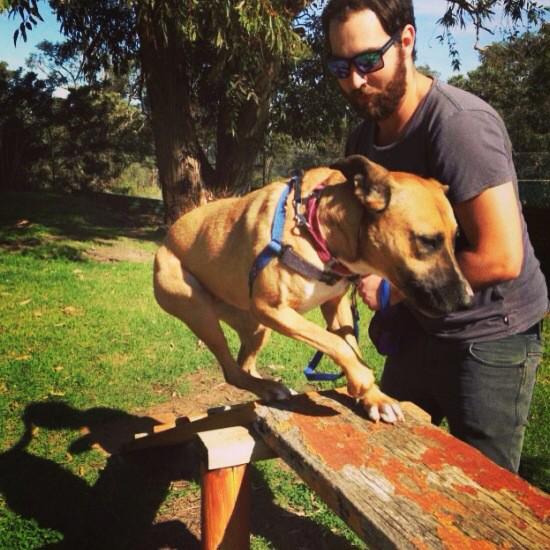 DogsRefugeHome's tweet photo. Meet Hope. Agility course extraordinaire!
#adoptme #dogsofperth #OscarsLaw #adoptdontshop #perth #perthweekends http://t.co/jwyZpw4hcZ