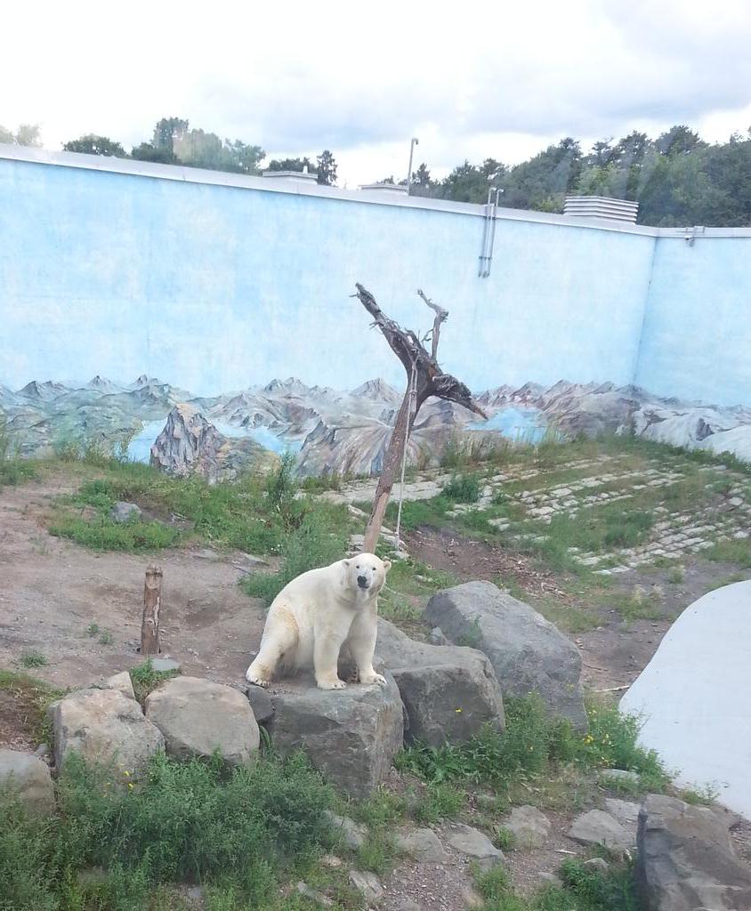 ELLO!!  My first time seeing a #polarbear  in real life! @ #aquariumduquebec. They look so soft and cuddly!