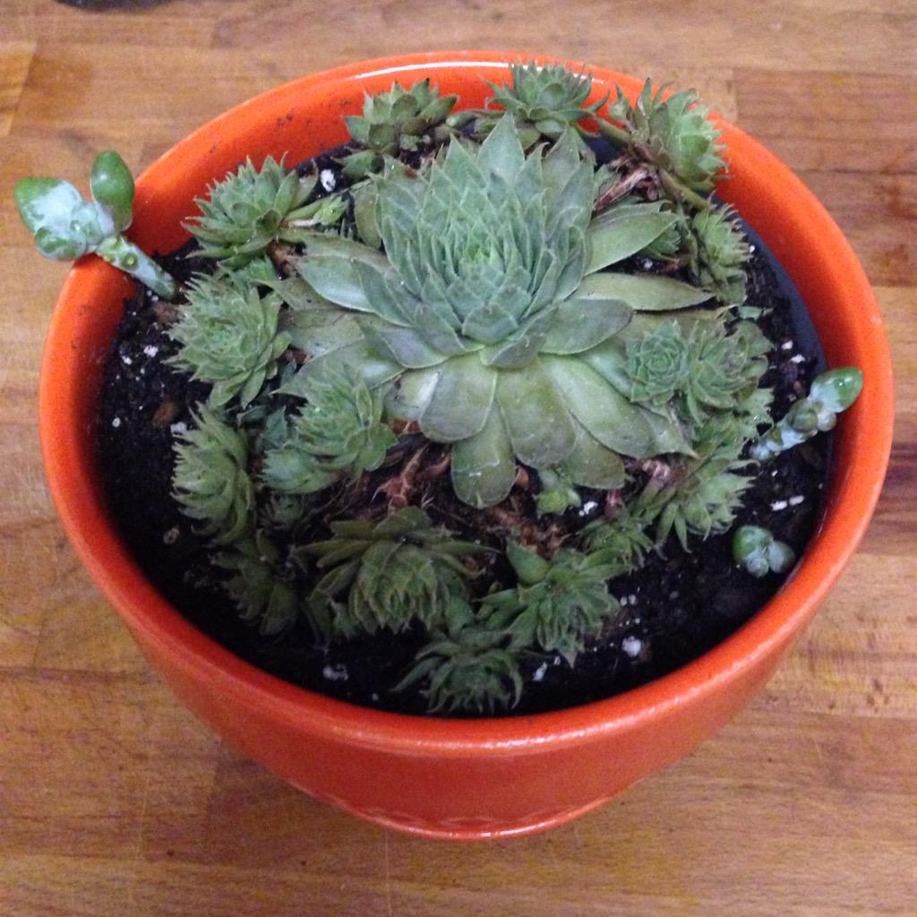 Alyson_Kate's tweet photo. Maverick, meet Lucia. "Hot, cold &amp; draught tolerant" — now that's a #DixieStyle plant! #homegrown #longshot #pretty http://t.co/9KbJWcWt5d