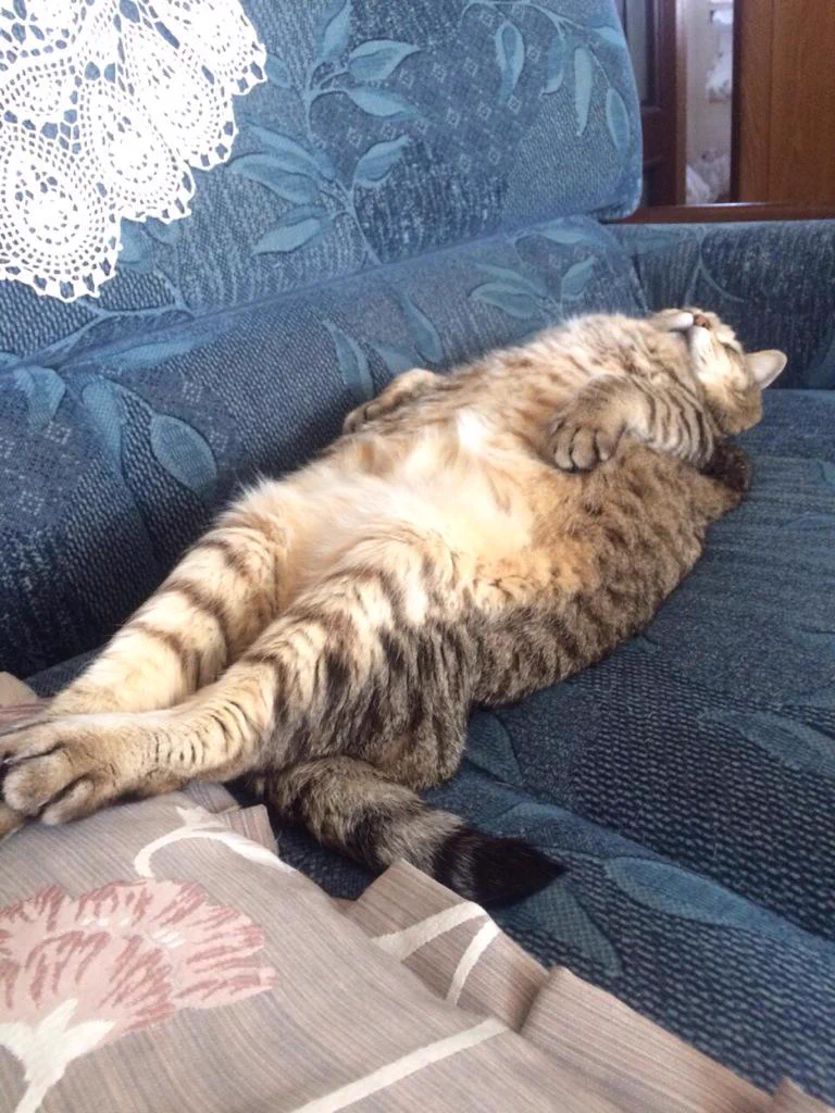 癒され度100%！猫の熟睡姿がかわいすぎる！！