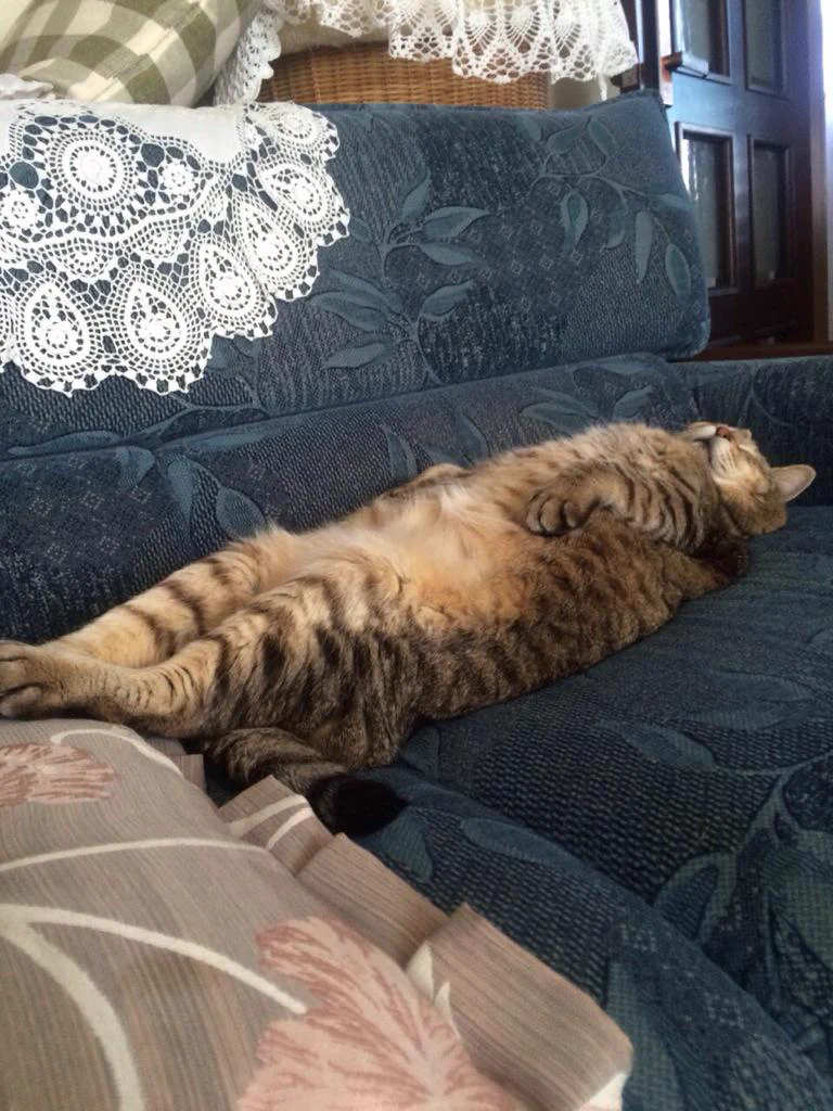 癒され度100%！猫の熟睡姿がかわいすぎる！！