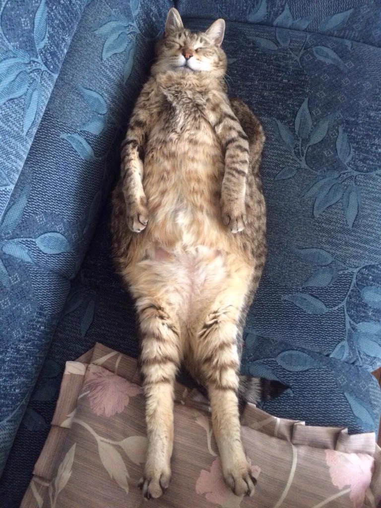 癒され度100%！猫の熟睡姿がかわいすぎる！！