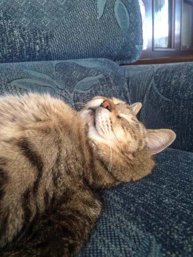 癒され度100%！猫の熟睡姿がかわいすぎる！！